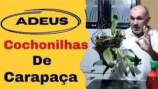 Como Acabar com Cochonilhas de Carapaça nas ORQUÍDEAS #orquídeaslindas