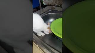 Waspada. Kucing bisa Sakit