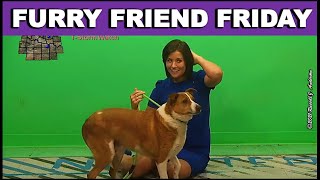 Furry Friend Friday, Pet of the Week, Adoptable Pets ~ 25 JUNE 2021 ~ GINGER