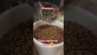 Про нашего кота😄 #юмор