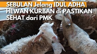 Persiapkan HEWAN QURBAN TERBAIK dari SEKARANG, LTW YOGYA GERCEP!