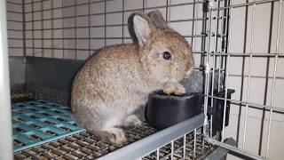 Chestnut Netherland Dwarf Buck (indoor video)