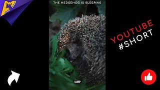 The hedgehog is sleeping