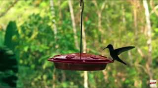 Wonderful Hummingbird Flight for Feed | Comedy Shorts | Comedy Animals | Comedy Pets | Funny Videos