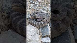 Rattlesnake in Slow Motion