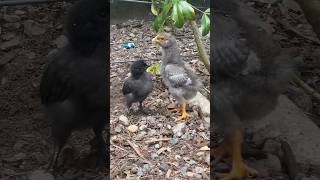 Small baby chick wants to be bigger. #animallover #cute #chicken #chickenlife #chicks #farmlove