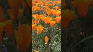 The beautiful Poppy Reserve in Antelope Valley, California 🧡🌼