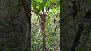 Zingiberales. Musaceae. Musa borneensis. Borneo.