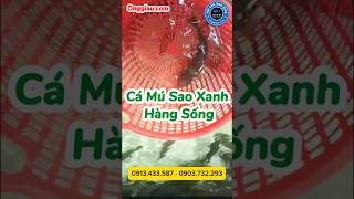 Cá Mú Sao Xanh Sống Tại Hồ | Hải Sản Ông Giàu #camusaoxanh #cá_mú_sao_xanh_sống #bancamusong