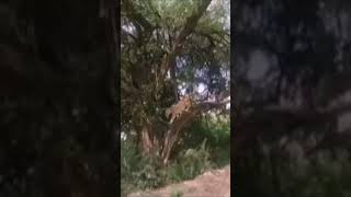 Tree climbing Lions