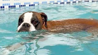 Labrador diving class!