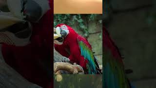 birds Macaw parrot🦜eating looking wow, மக்கா கிளி, sivanya kuttis chuttis channel