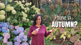 Should You Prune Your Hydrangeas in the Fall | Hydrangeas by Type