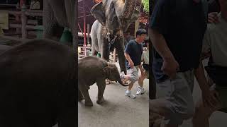 🤣🤣 Baby Elephant Attack 🤣🤣 Pattaya Thailand 🇹🇭 😍 #pattaya #travel