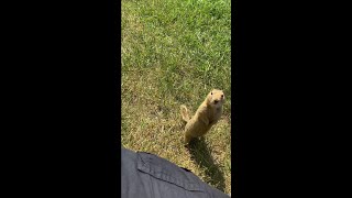 Feeding ground squirrels