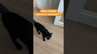 Кошка с мячиком