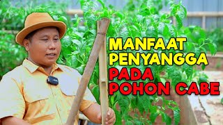 MANFAAT PENYANGGA PADA POHON CABE, MUDAH DAN SIMPLE BUATNYA !!!