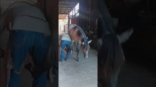 Carina gets a trim #horse #equine #equestrian #trainingyounghorse #kiger #andalusianhorse