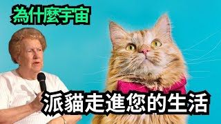 猫的隐藏精神意义   为什么猫会进入你的生活？（猫的使命）