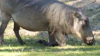 Warthog grazing on it's knees