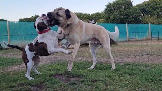 Kangal and Bulldog Playing