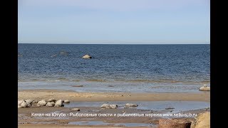 Копорская крепость в Ленинградской области. Ловля корюшки пауком в реке.