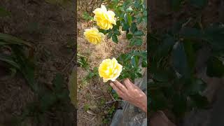 Rose garden at Namchi | sikkim | hrcfamilyvlogs | hrc