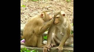 wild monkeys | monkey videos | wild monkeys playing |