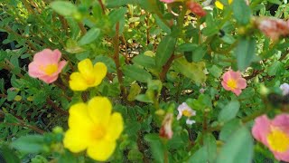 Gardening In Roof ✨🌹🥀🌷🌸💮🌼🍂