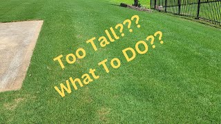 Overgrown Bermuda - What To Do!!