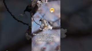 Сегодня чудная погода ,увидела воробья хулигана  😀😃 #прикольноевидео #воробей