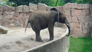 Elefant als Rasenmäher