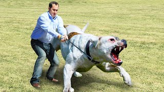 Esses Cachorros São Proibidos em Todo o Mundo!