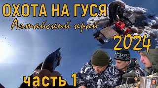 Весенняя охота на гуся Алтайский край 2024 / Первый гусь сезона  /часть 1