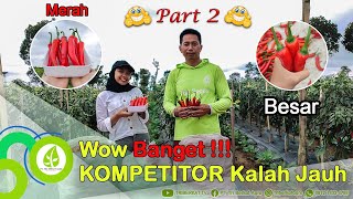 PANEN CABE MERAH TERBESAR DI INDONESIA 2023