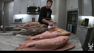 Massive Red Grouper and Snapper - Venice Florida