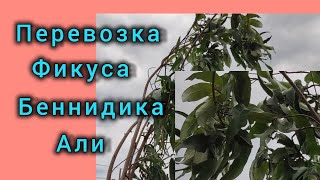 Приютила гигантский фикус беннидика Али. Теперь надо задуматься о пересадке