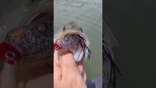 Summer BASS INHALES FROG! Offshore Brush Pile #bassfishinglife #fishing #bassfishing