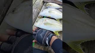 mancing ikan kerapu dan putihan #shorts #shortvideo