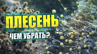 Водные технологии Валкон: убираем плесень и грибок // Борьба с фитофторой  // Структуризаторы воды