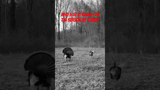 Strutting Right Off The Roost This Morning #turkeyhunting #strutting #hunting #outdoors #michigan