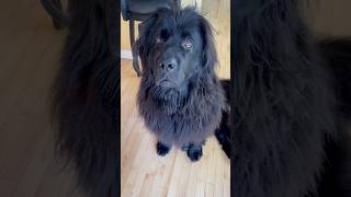 I told my Newfoundland that she can’t come to Canadian Tire #newfoundlanddog #dogs