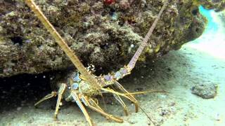 GoPro Hero 3 Black Underwater Video Boynton Beach, FL 8/4/13