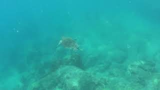 Sea turtle at aowleuk bay Koh tao