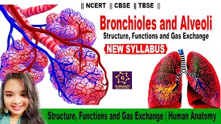 Bronchioles and Alveoli: Structure, Functions and Gas Exchange | Human Anatomy