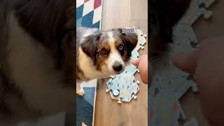 Dinner shenanigans with Farley 🤦‍♀️ #dogvlog #dinnerwithme #australianshepherd