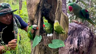 Wow Plenty Birds unexpected met in forest