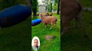 Sapi Lucu masukan kepalanya di tong hijau #lucu #videoshorts .