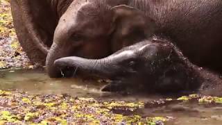 Elephant Volunteer Project, Laos