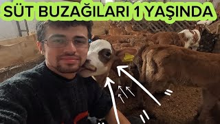 Süt Buzağıları 1 Yaşında! ✨ 1 Yıllık Tecrübe Bana Ne Kattı?